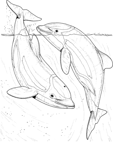 Two Dolphin In The Sea Coloring Page